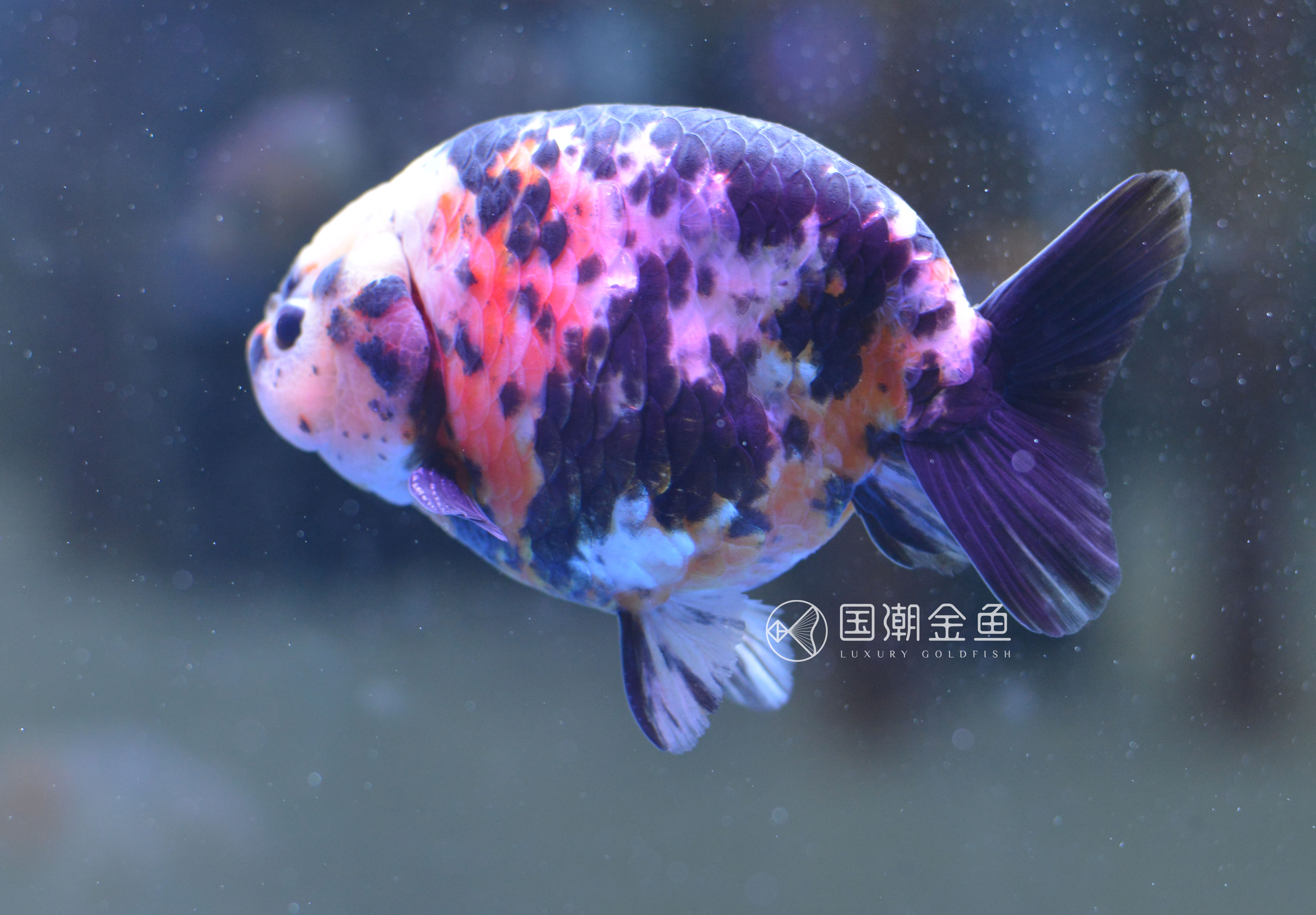 金鱼锚头蚤怎么彻底消灭,金鱼锚头蚤用什么药效果快