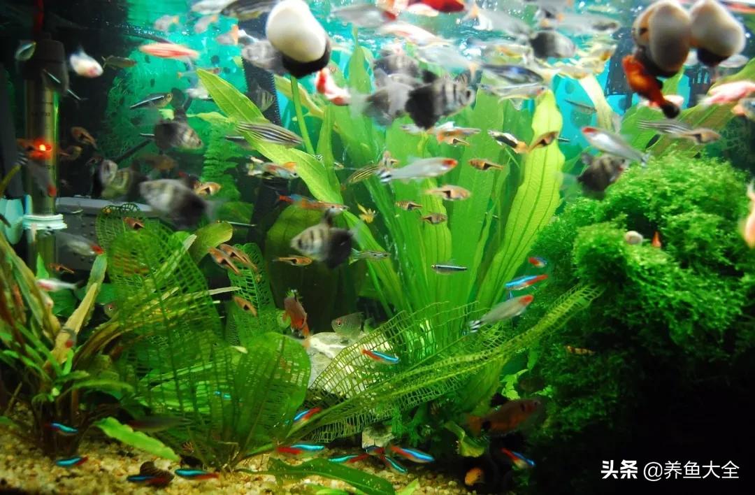 鱼缸水是清澈的但是有异味,孔雀鱼缸有异味怎么处理