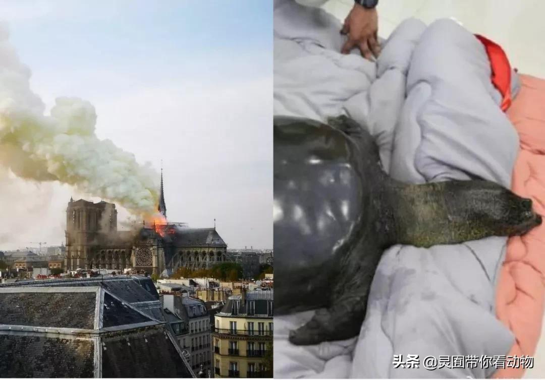 斑鳖即将灭绝人工克隆,全球仅剩3只斑鳖