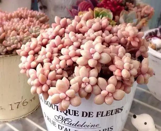 推荐轻松玩转100种常见多肉植物,700种多肉植物图鉴pdf百度云