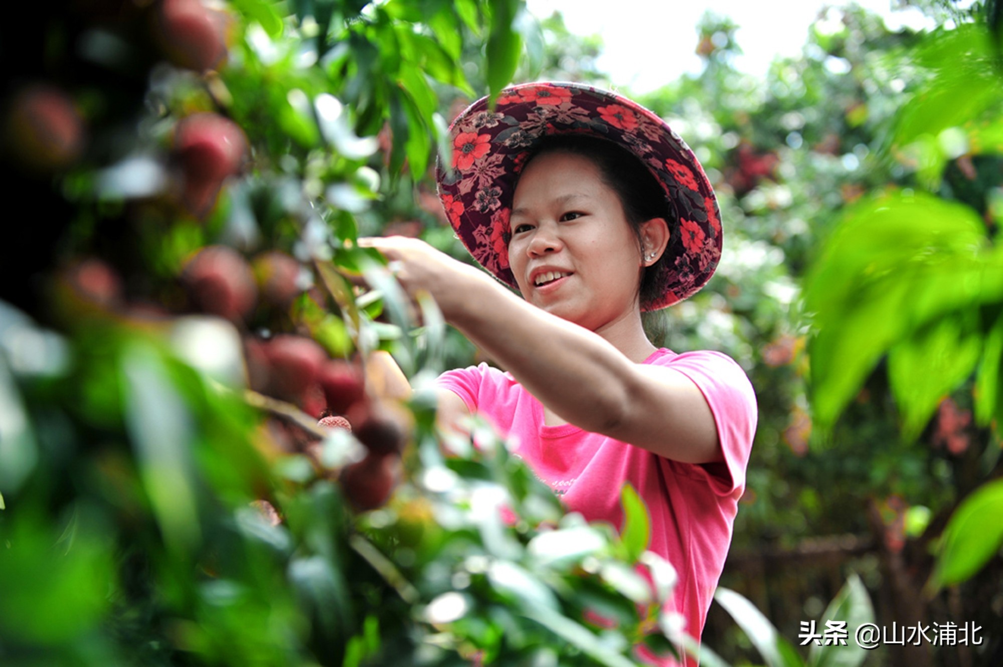 浦北县特色产业助力乡村振兴,产业发展势头旺乡村振兴干劲足