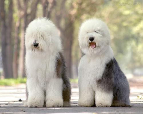 世上最罕见的狗品种图片,全世界狗品种视频