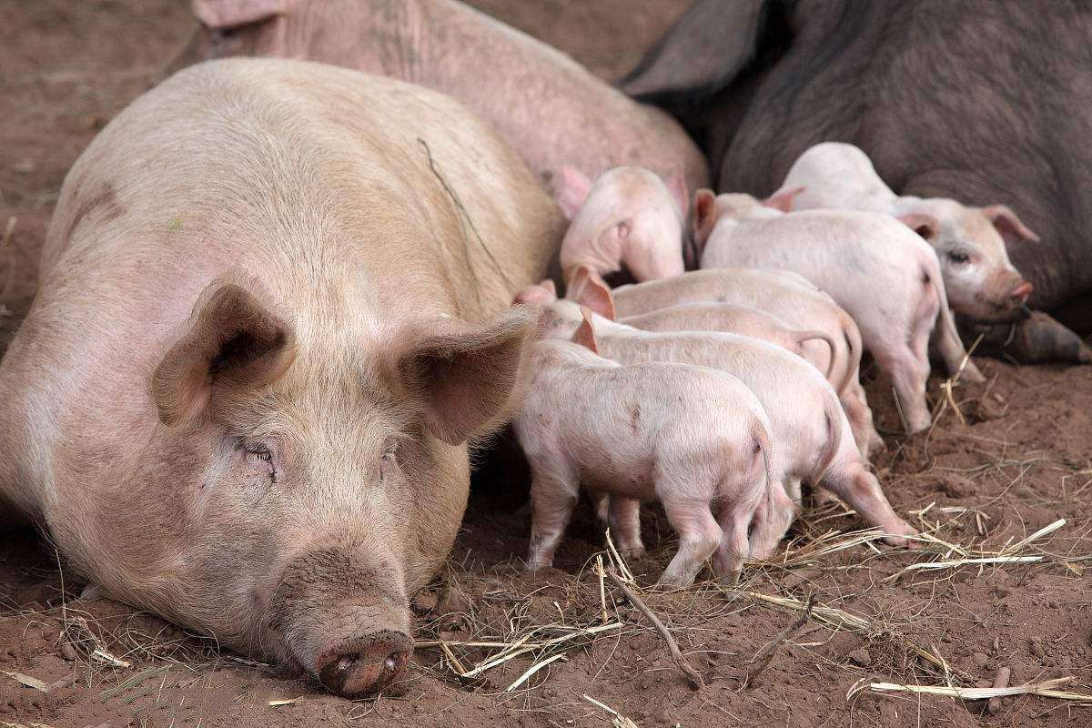 母猪不发情用什么药最特效：不到万不得已，不要用激素