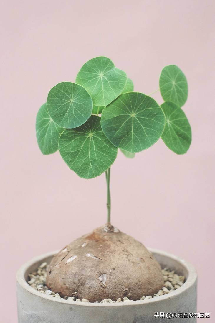 盆景山乌龟哪个品种好,金不换山乌龟品种