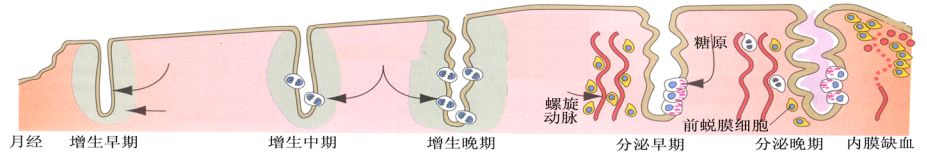 怎样的子宫内膜适合怀孕？吃柚子能长内膜？