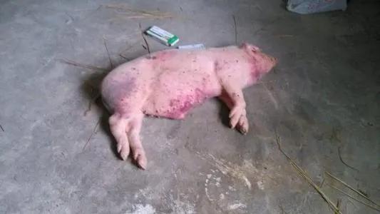 教你如何识别粪便颜色判断猪病,经典判断猪病最快的方法