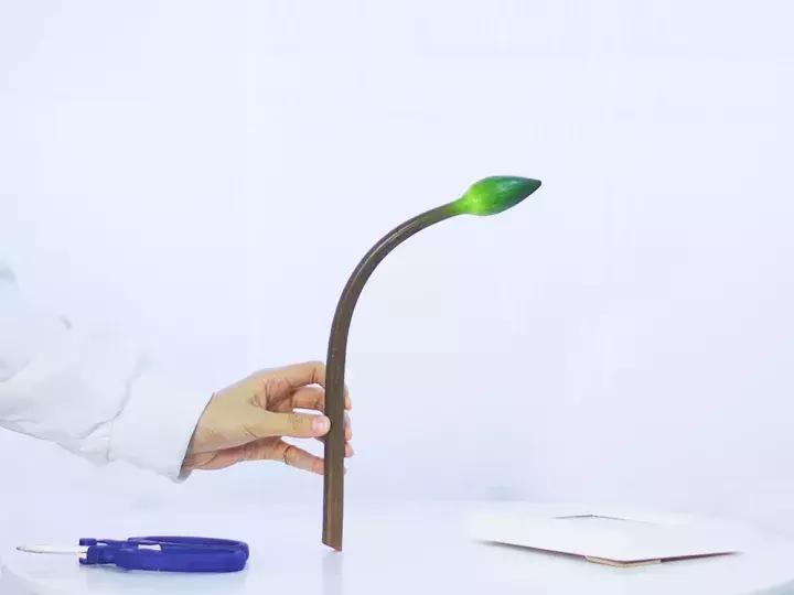 睡莲怎么养能开久一点,睡莲在室内如何养护才能快速开花