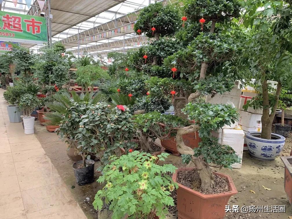 2元花盆批发,2元左右的花盆