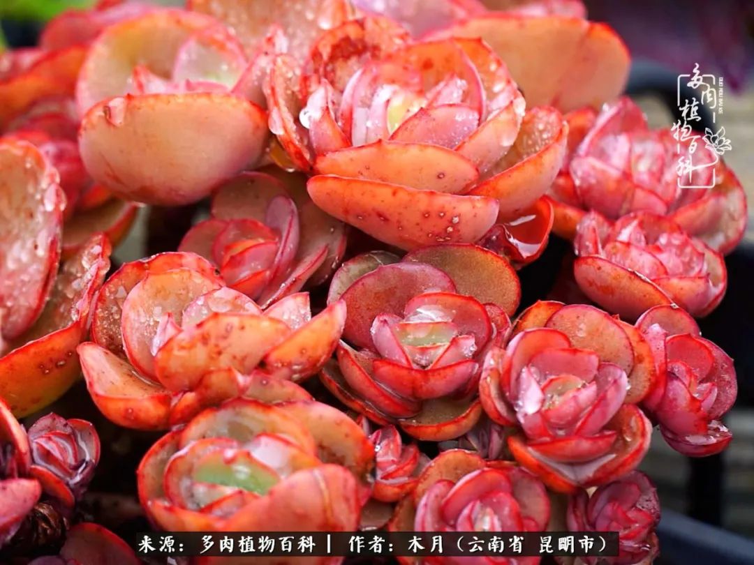 浅冬多肉，终有美好在等候