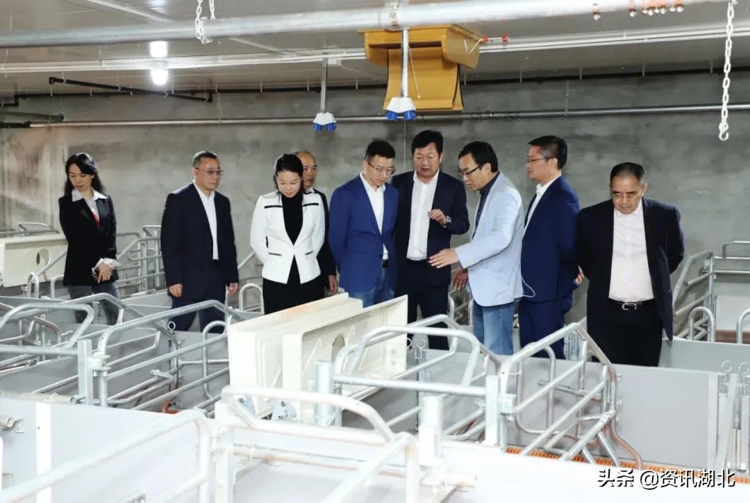 正大集团现代化养猪基地,正大集团生猪项目