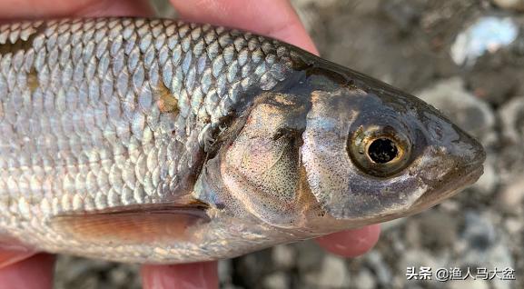 手竿钓瓦氏雅罗鱼用什么味型饵料,瓦氏雅罗鱼喜欢在什么地方