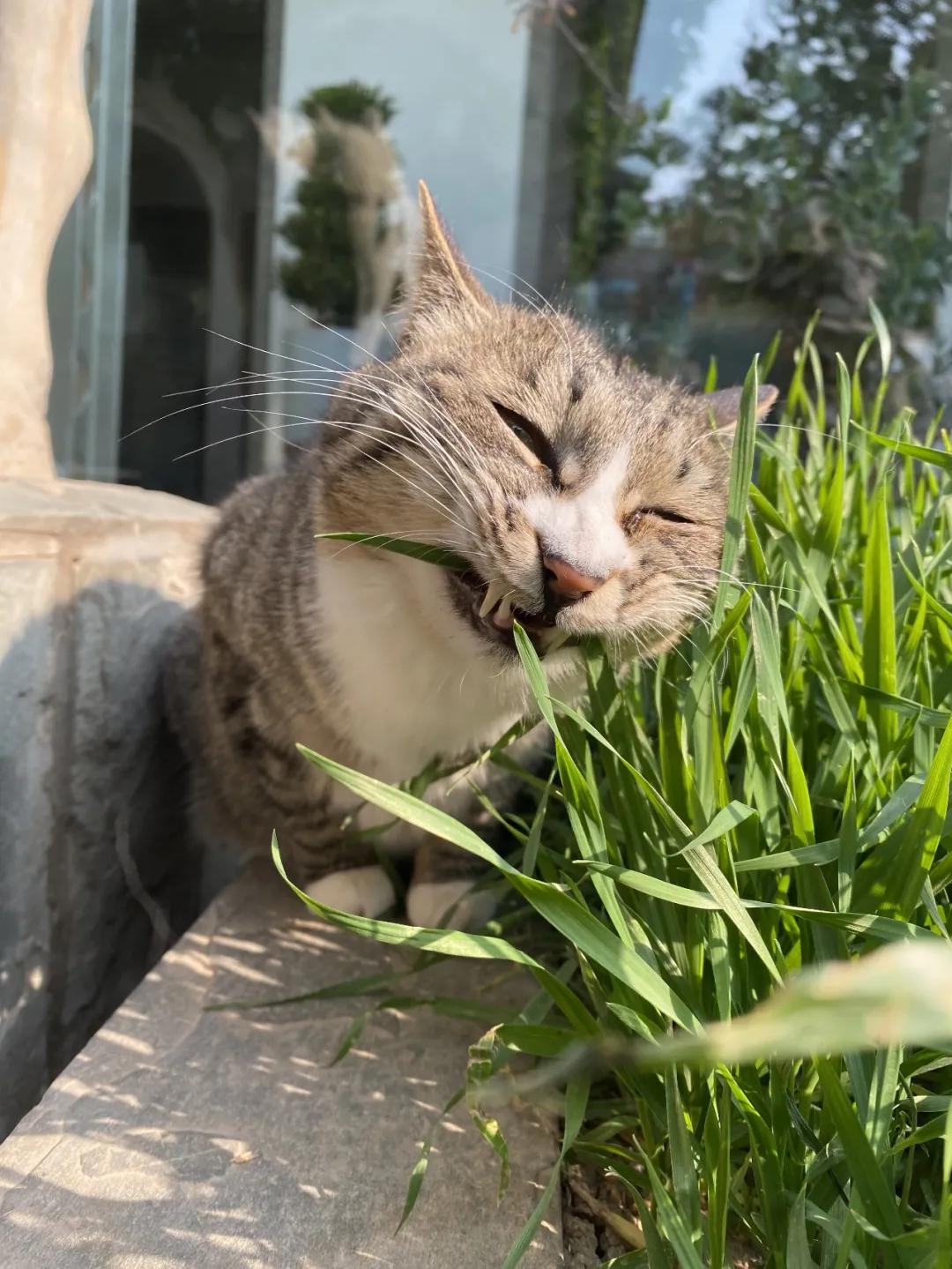 团宠猫咪的性格,小猫有多抗打