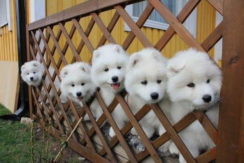 土狗串串萨摩耶还有机会长毛吗,萨摩耶纯种狗和不纯的区别