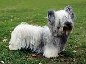 全世界100种名贵狗,世界上46多种名狗图文说明