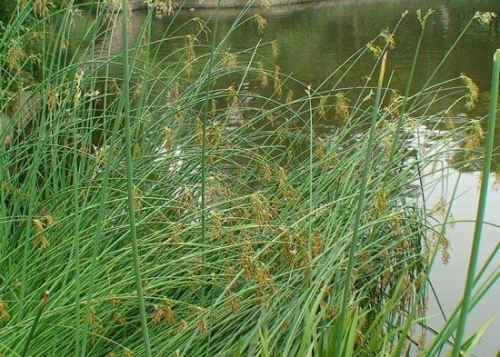 眩晕时头不由自主地摇晃,眩晕左右晃