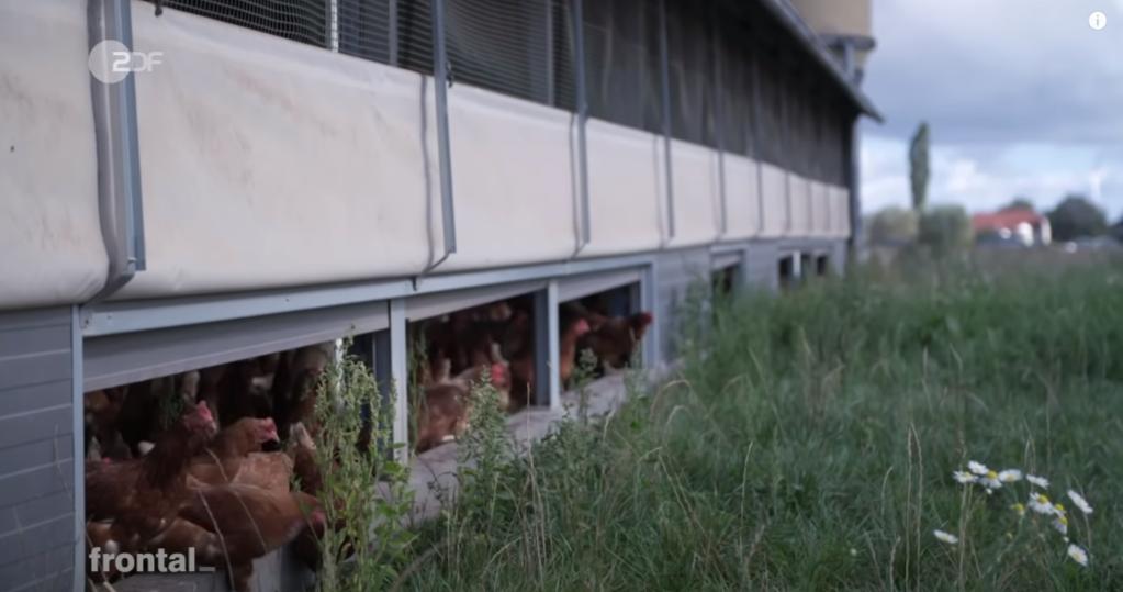 市场上的有机鸡蛋是真还是假,德国记者采访视频