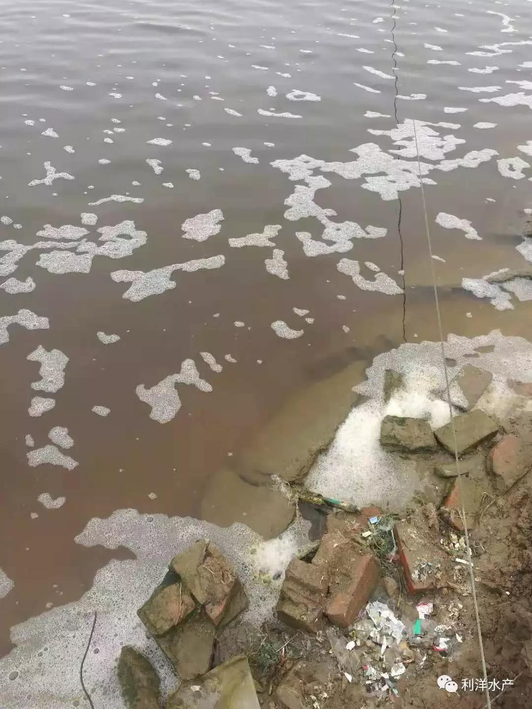 南美白虾和罗非鱼怎么混养,南美白对虾与罗非鱼混养技术