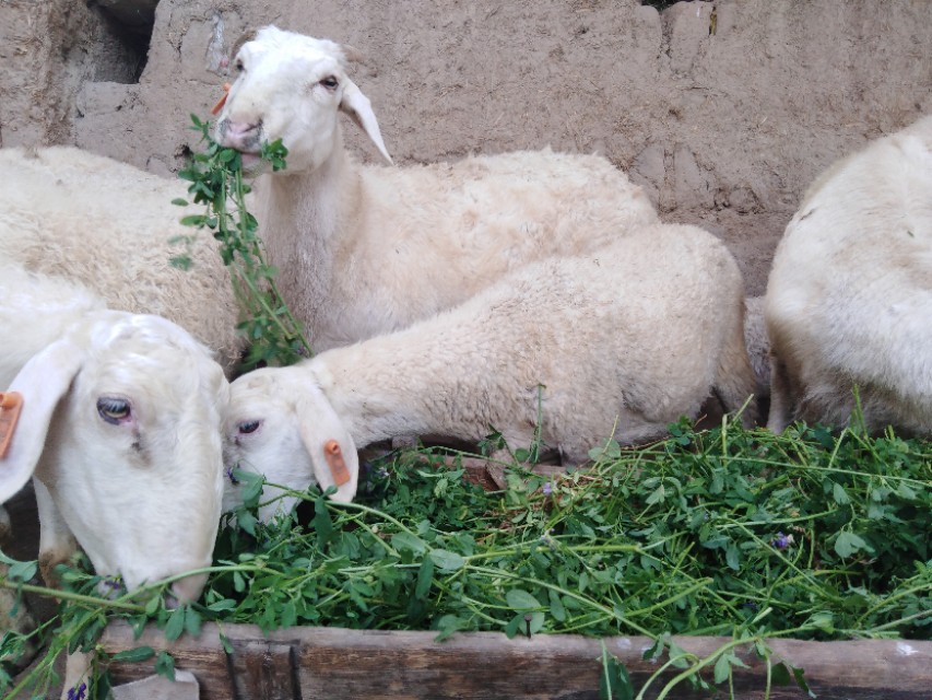 羊价下跌时间已经预测出来,羊价下跌是否能养羊