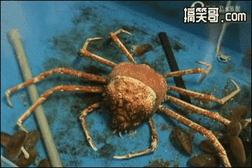 大姐gif搞笑图片,搞笑表情真人动图大全