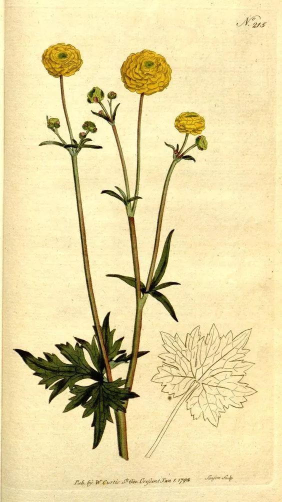 成为花艺师需要具备哪些条件,想当花艺师可以考什么学校