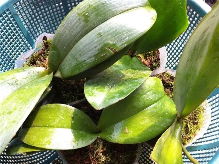 养花最好的颗粒土,碎砖养花的正确方法