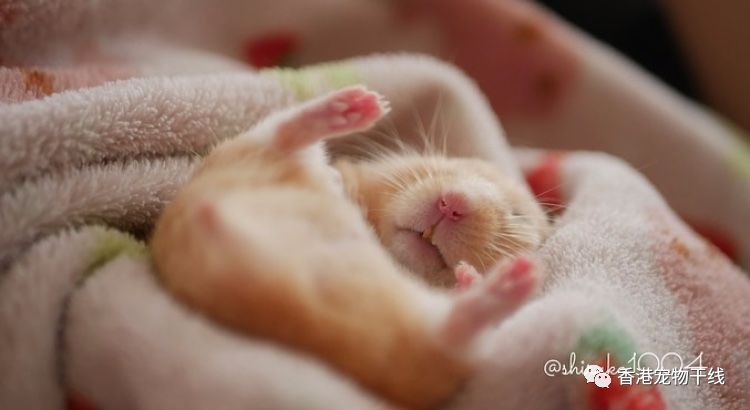 仓鼠能用玻璃笼吗冬天冬眠,天气很冷的时候仓鼠会躲在哪