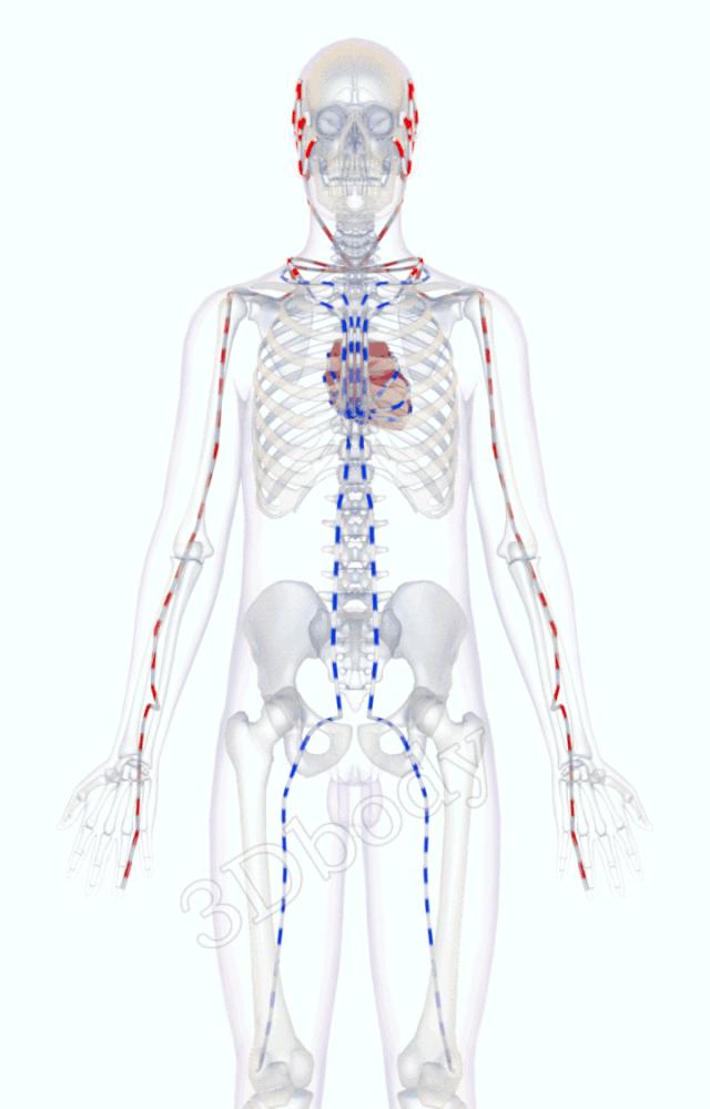 3d经络循行图讲解,阴维脉与阳维脉3d循行动态走向图