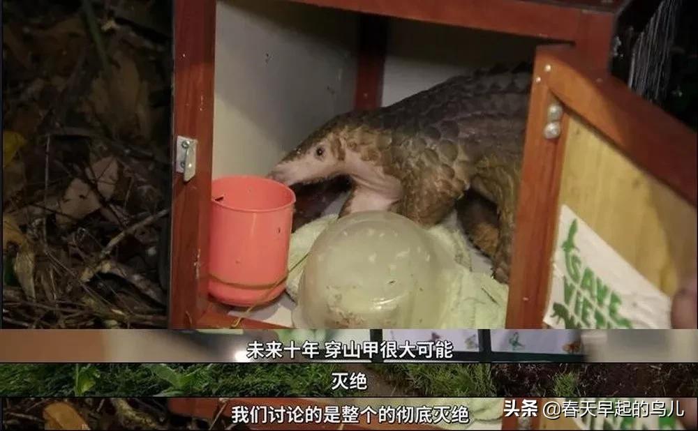 穿山甲报应,报应啊