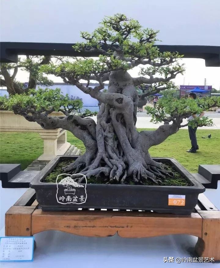 榆树盆景何时修剪最好,盆景怎样修剪最好看