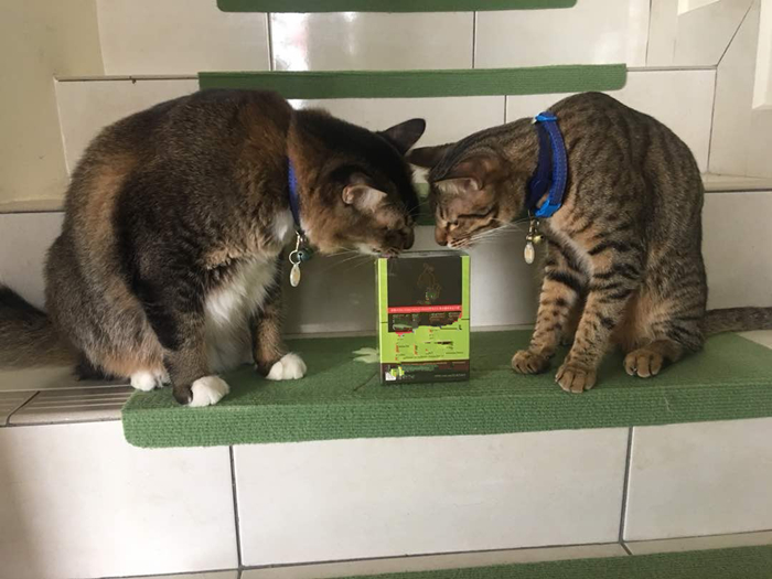 猫咪最近频繁呕吐是不是猫瘟,猫咪呕吐怎么判断是肠胃炎