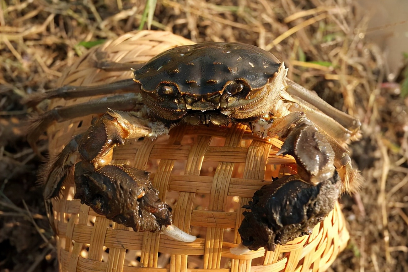 怎么保存螃蟹才能存放更久一些,螃蟹怎么保存可以在冰箱保存几天