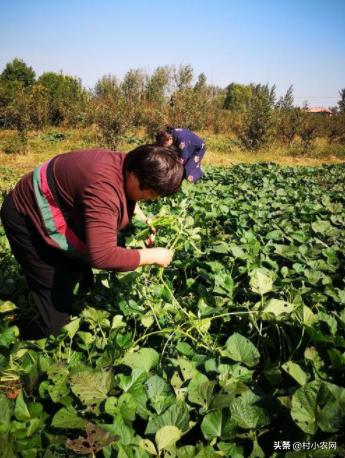 适合农村创业致富的项目有哪些,2021致富新机器