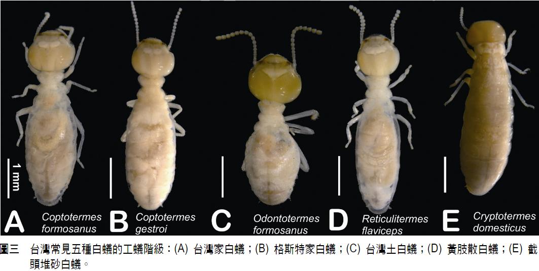 雨后爆发的飞蚁,靠超强繁殖苟了2亿年却沦为“优质蛋白来源”