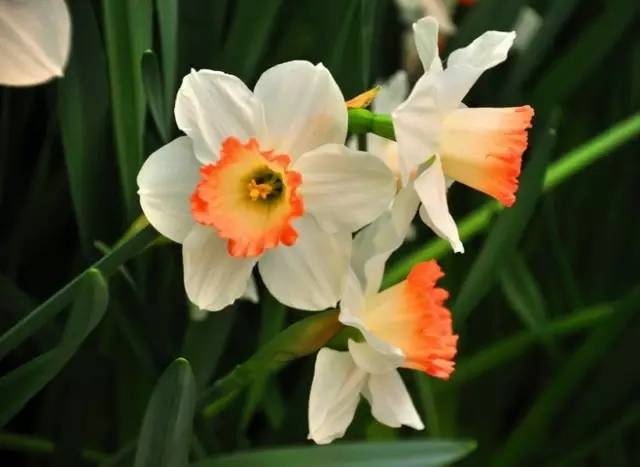 赏花时间表,赏花季节及图片