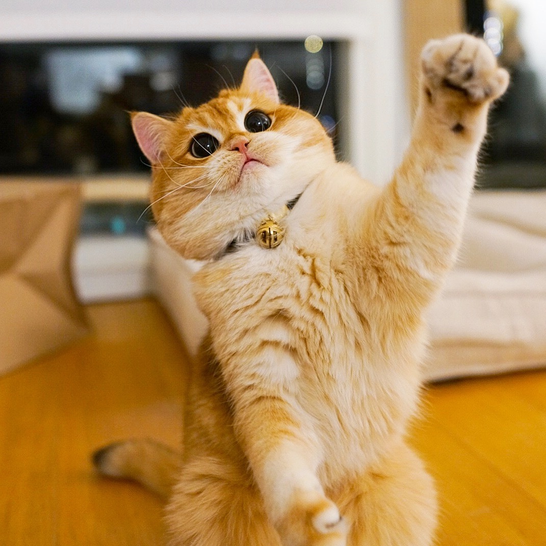 如何让吃猫粮的猫吃自制饭,怎样帮助小猫吃猫粮