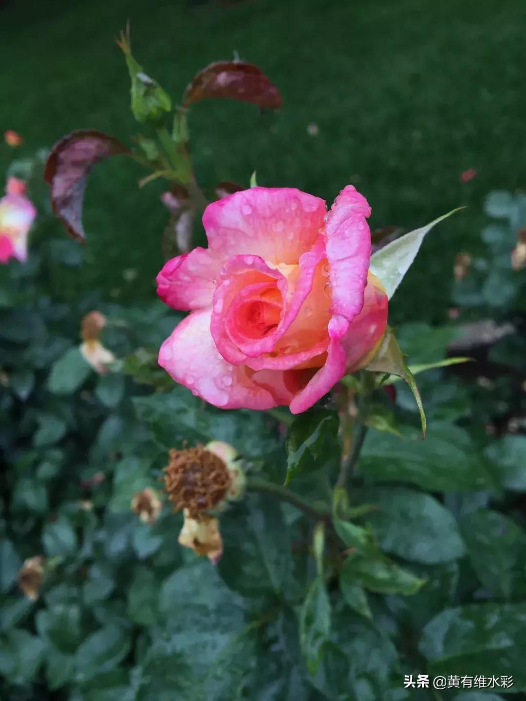 小清新水彩画玫瑰花,水彩画雨中玫瑰