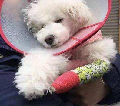 比熊最多能活几年,养两只比熊要注意哪些事项