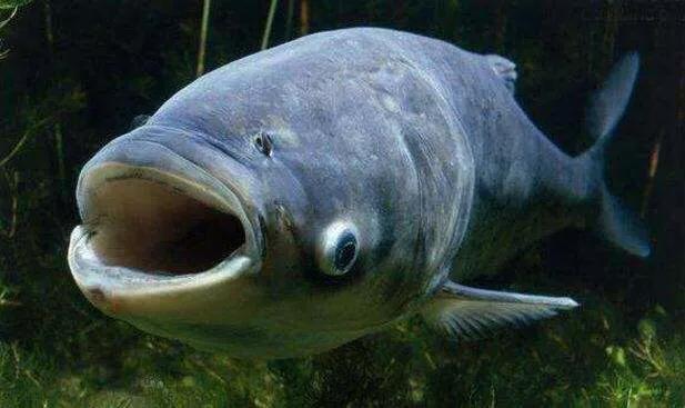 手竿钓白鲢钓鱼方法与技巧,钓鱼技巧大全钓鲢鳙子线要多长