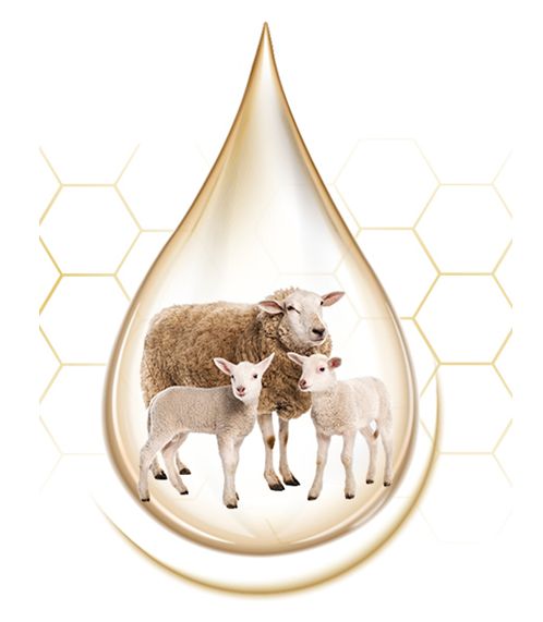 绵羊油澳洲原装正品好用吗,澳洲爱马仕绵羊油