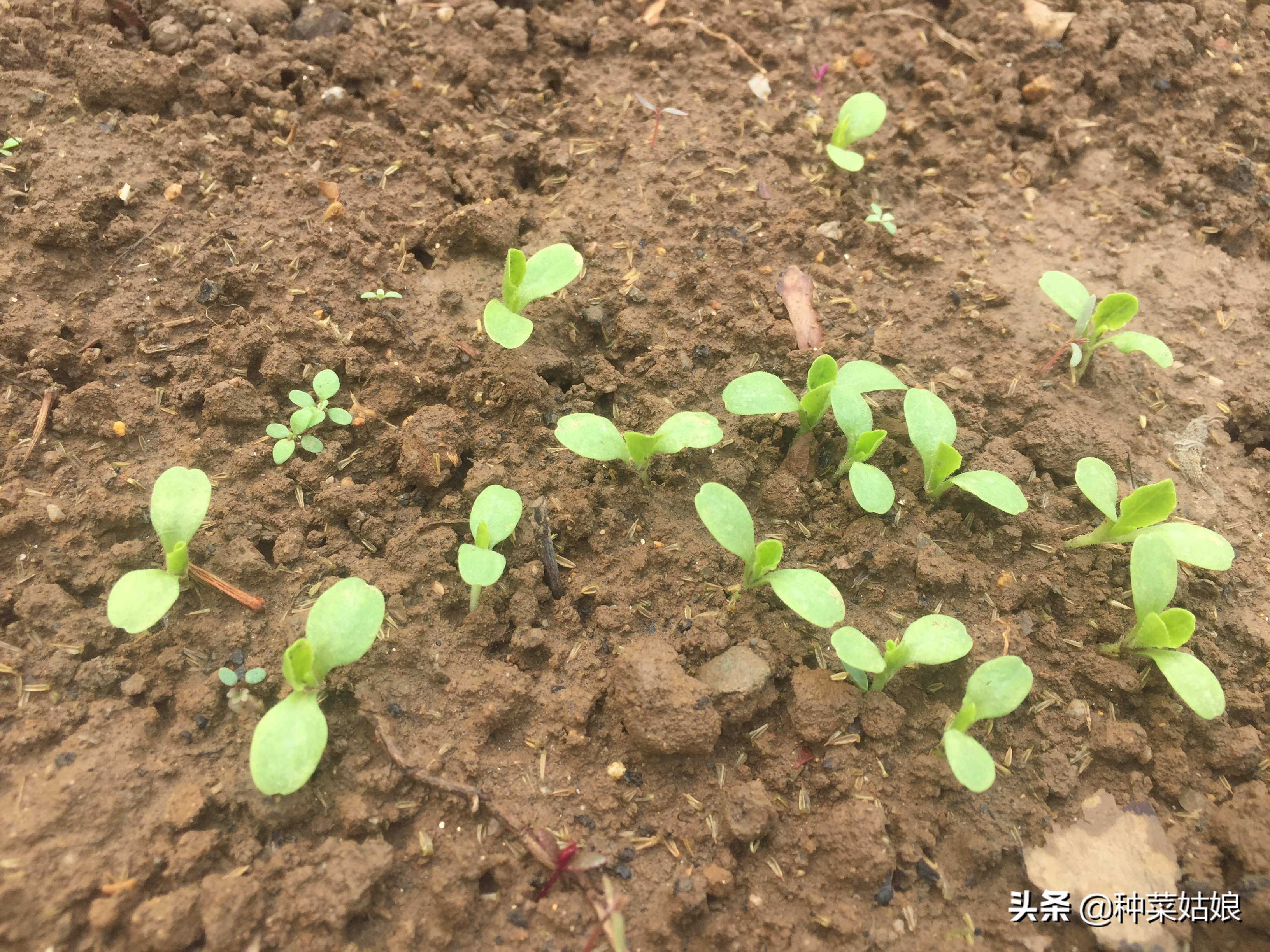 种菜出苗以后怎样管理,种菜出芽了怎么办