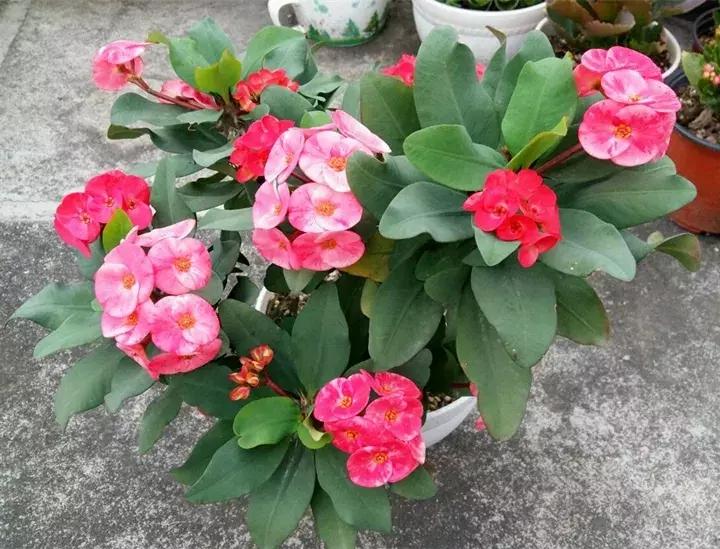 五月份被公认阳台最好养的10种花,喜阴耐旱适合室内养的50种花