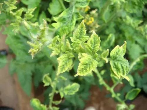 西红柿转色慢怎么解决,西红柿转色的最佳温度