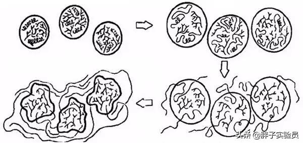 正宗东北粘糯米,糯米怎么能变黏