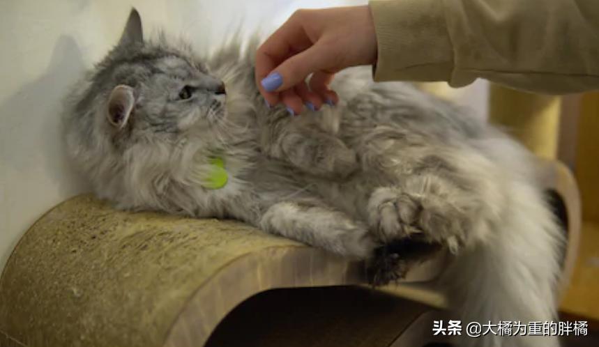 猫咪突然咬你的鞋子很凶,猫咪突然咬你脸