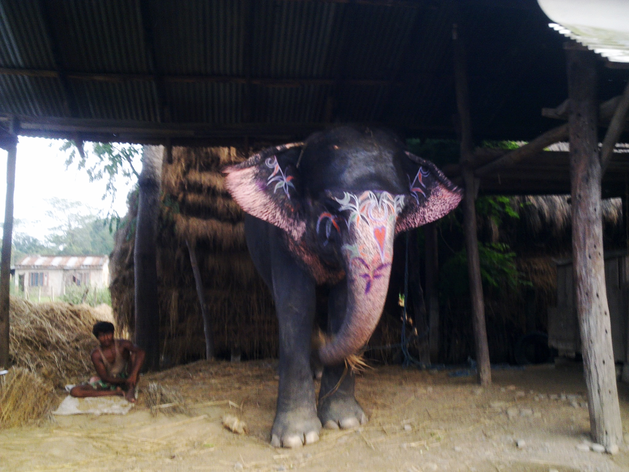 大象足球大赛,大象足球赛