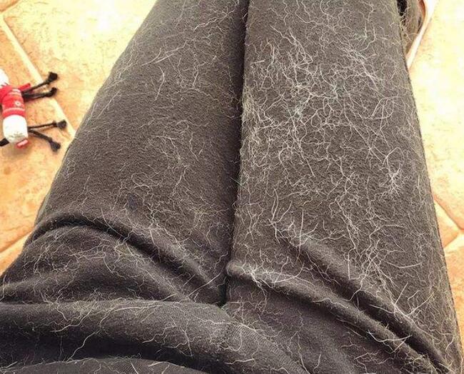 第一次养柯基犬注意什么,养柯基犬需要注意些什么