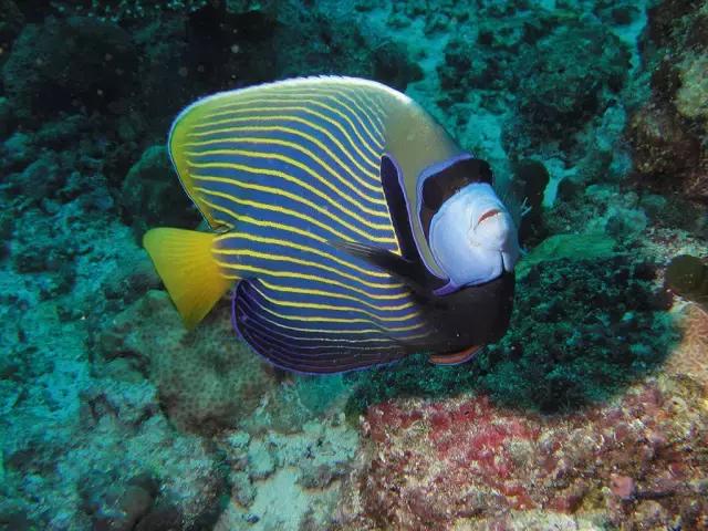 马尔代夫马富士岛攻略,马尔代夫卡尼富士岛旅游攻略