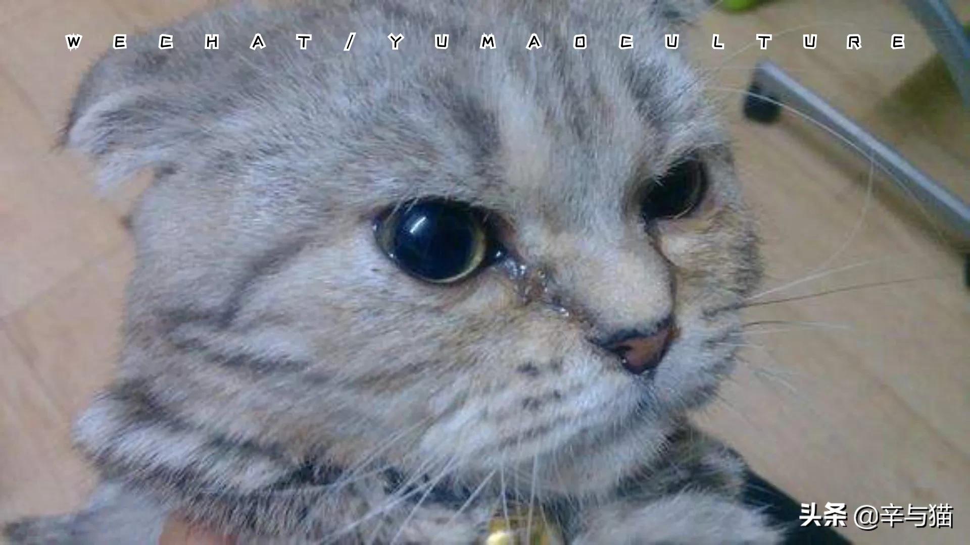 我没有哭唧唧,我只是忍不住:猫咪鼻涕眼泪流不停?怕不是猫鼻支