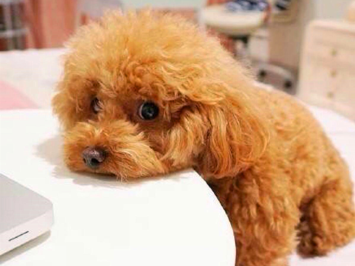 泰迪出现护食怎么办,泰迪常见问题及解决方案