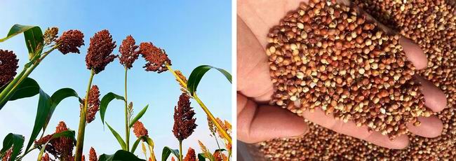 高粱全世界都有吗,高粱为何如今在中国很少见了